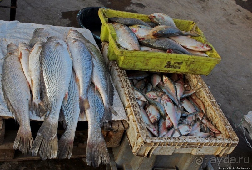 Альбом отзыва "Пестрая флотилия Мавритании на фоне пастельных закатов"