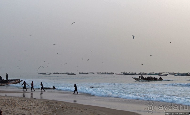 Альбом отзыва "Пестрая флотилия Мавритании на фоне пастельных закатов"
