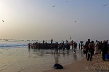 Альбом отзыва "Пестрая флотилия Мавритании на фоне пастельных закатов"