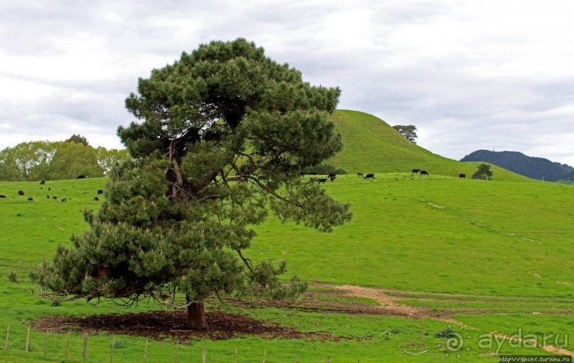 Маори — такие грозные, такие гостеприимные
