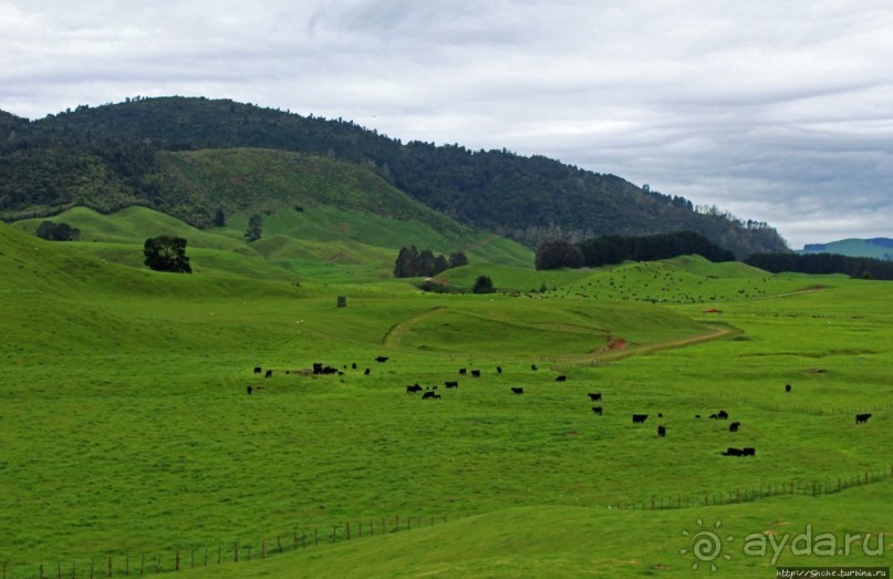 Маори — такие грозные, такие гостеприимные