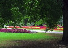 фото Замости