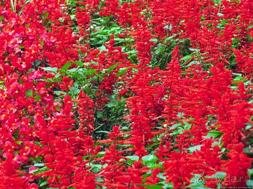 Парк, утонувший в цветах