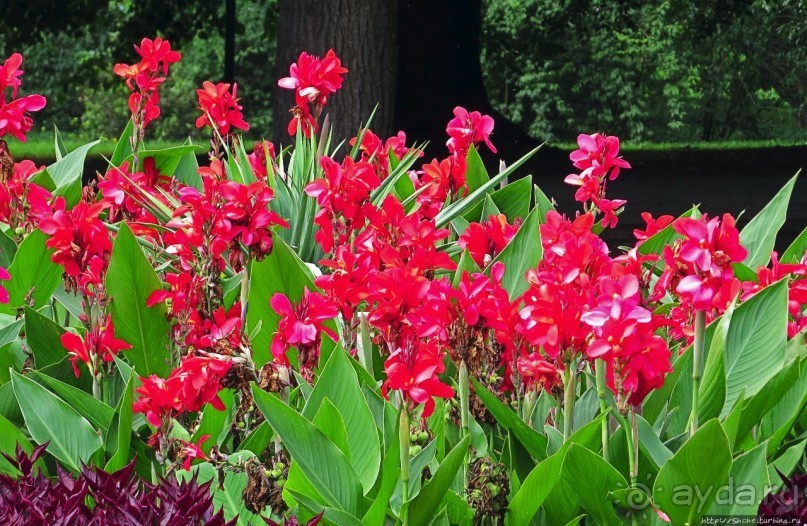 Парк, утонувший в цветах