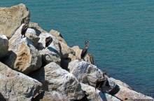 Дибба — ворота в регион оманских фьердов