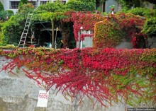 Дальше вверх по Рейну. Весселинг — первый город после Кельна