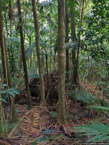 Альбом отзыва "Тропа Больших деревьев (Big Tree Trail)"