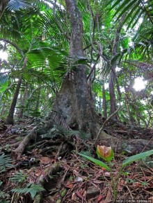 Альбом отзыва "Тропа Больших деревьев (Big Tree Trail)"