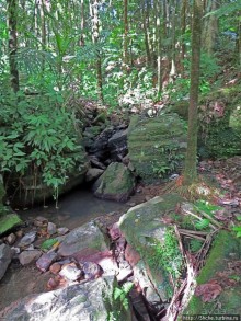 Тропа Больших деревьев (Big Tree Trail)