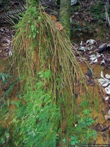 Альбом отзыва "Тропа Больших деревьев (Big Tree Trail)"