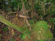 Тропа Больших деревьев (Big Tree Trail)