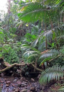 Тропа Больших деревьев (Big Tree Trail)