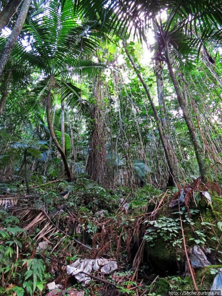 Альбом отзыва "Тропа Больших деревьев (Big Tree Trail)"