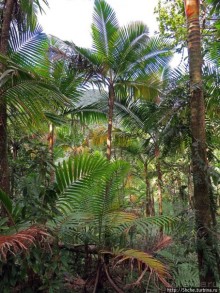 Тропа Больших деревьев (Big Tree Trail)