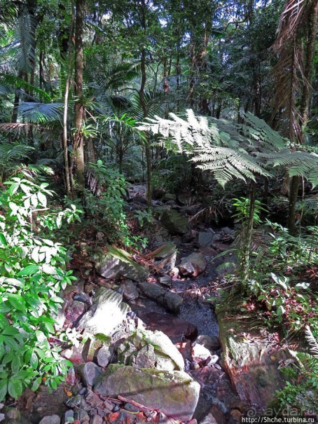 Тропа Больших деревьев (Big Tree Trail)