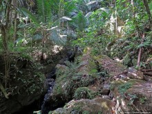 Тропа Больших деревьев (Big Tree Trail)
