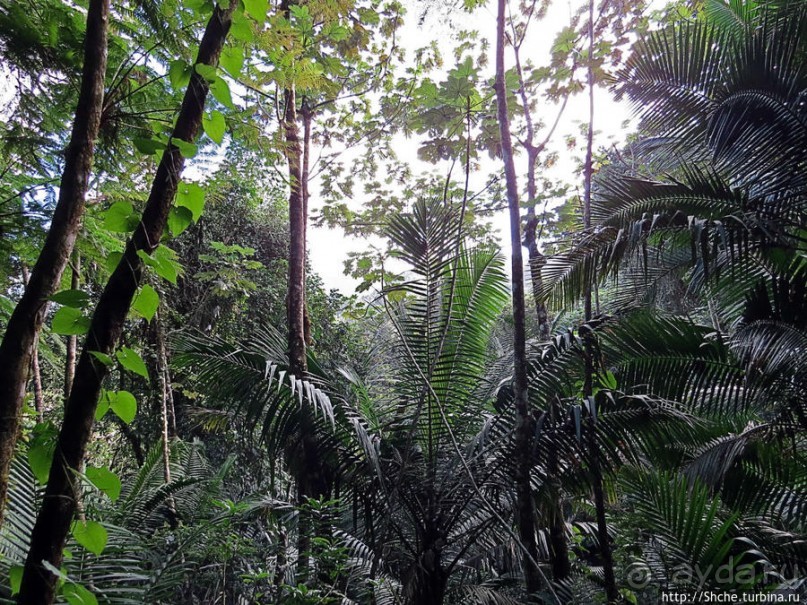 Тропа Больших деревьев (Big Tree Trail)