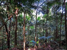 Альбом отзыва "Тропа Больших деревьев (Big Tree Trail)"