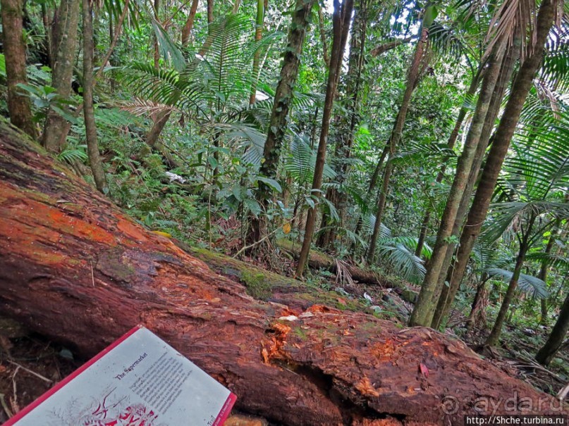 Тропа Больших деревьев (Big Tree Trail)