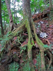 Тропа Больших деревьев (Big Tree Trail)