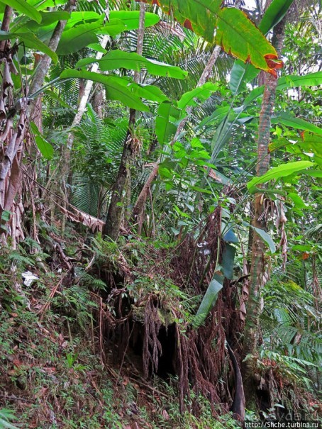 Тропа Больших деревьев (Big Tree Trail)