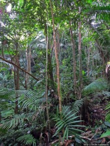 Тропа Больших деревьев (Big Tree Trail)
