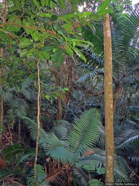 Тропа Больших деревьев (Big Tree Trail)