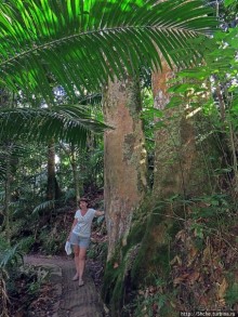 Тропа Больших деревьев (Big Tree Trail)