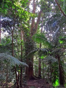 Тропа Больших деревьев (Big Tree Trail)