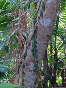 Тропа Больших деревьев (Big Tree Trail)