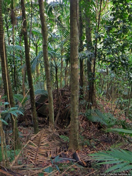 Тропа Больших деревьев (Big Tree Trail)