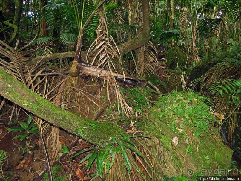 Тропа Больших деревьев (Big Tree Trail)