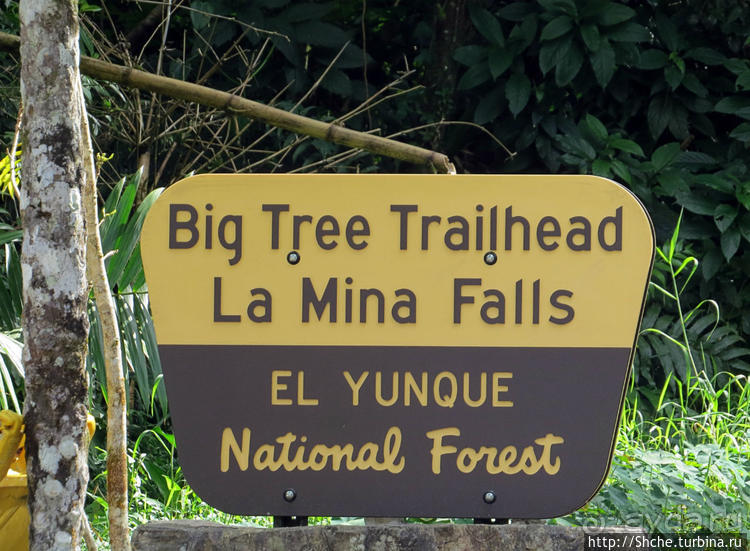 Тропа Больших деревьев (Big Tree Trail)