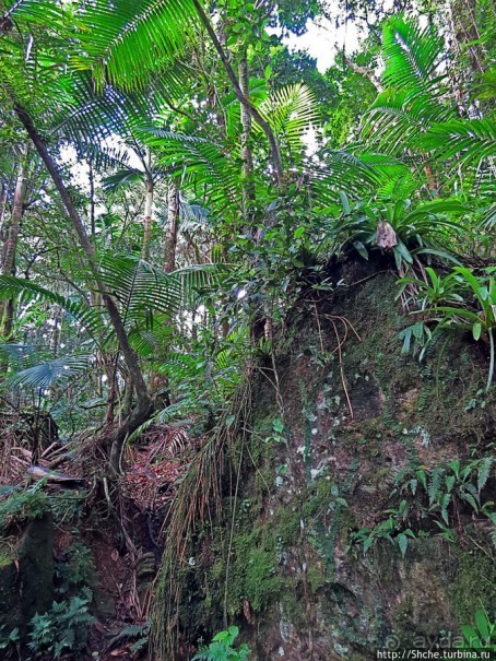 Тропа Больших деревьев (Big Tree Trail)