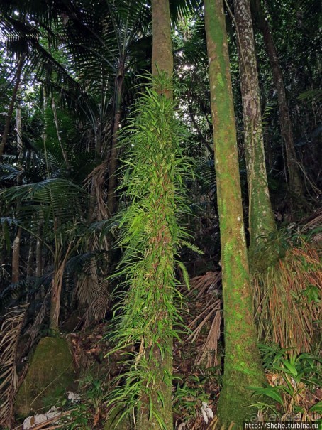 Тропа Больших деревьев (Big Tree Trail)