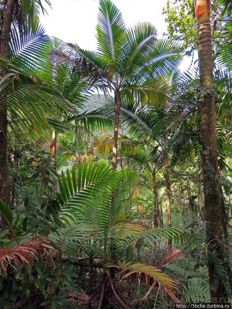 Тропа Больших деревьев (Big Tree Trail)