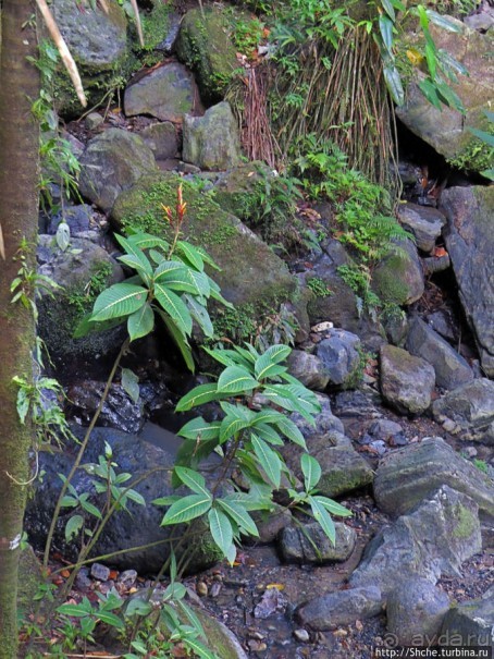 Тропа Больших деревьев (Big Tree Trail)