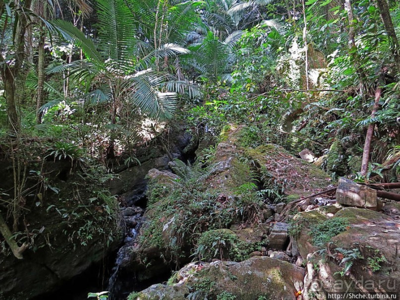 Тропа Больших деревьев (Big Tree Trail)