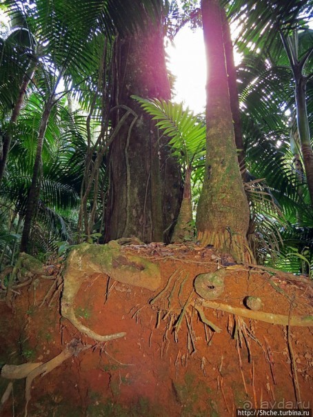 Тропа Больших деревьев (Big Tree Trail)