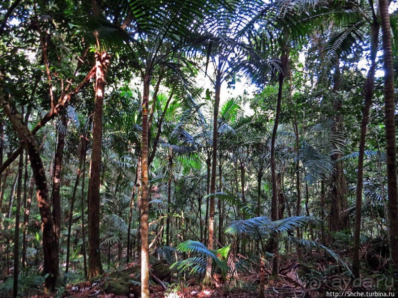 Тропа Больших деревьев (Big Tree Trail)
