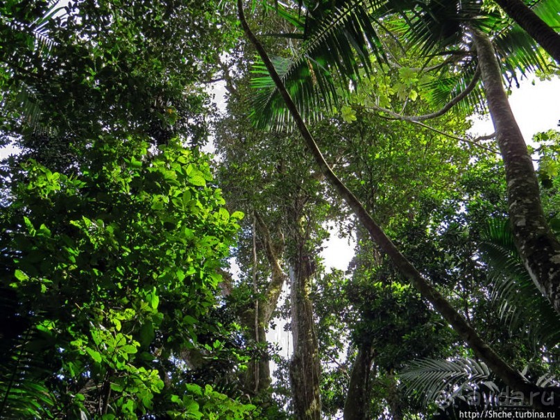 Тропа Больших деревьев (Big Tree Trail)