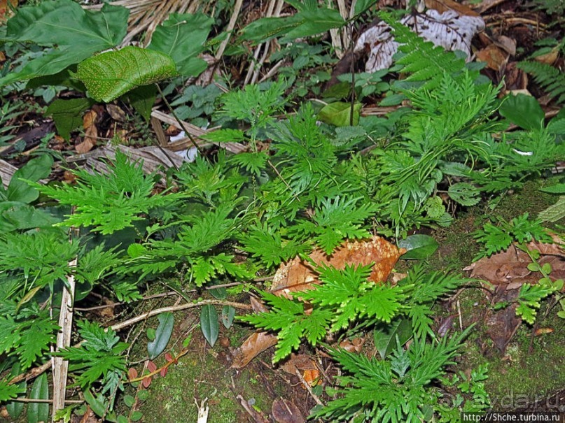 Тропа Больших деревьев (Big Tree Trail)