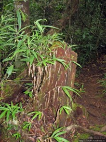 Природа нац. парка Андасибе