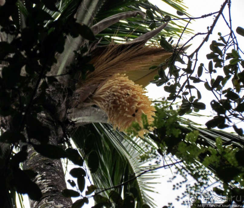 Природа нац. парка Андасибе