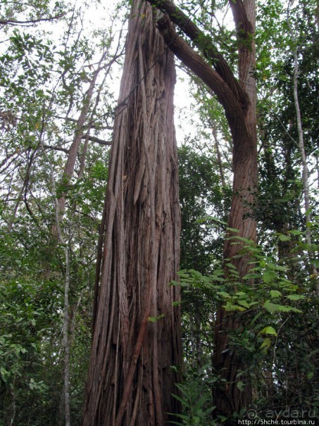 Природа нац. парка Андасибе