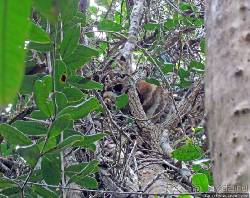 Природа нац. парка Андасибе