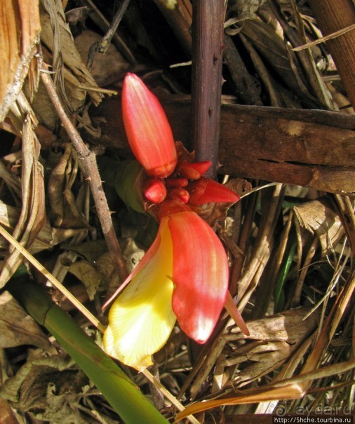 Природа нац. парка Андасибе