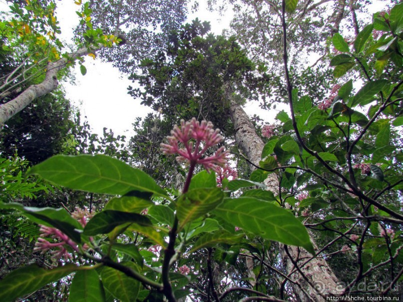 Природа нац. парка Андасибе