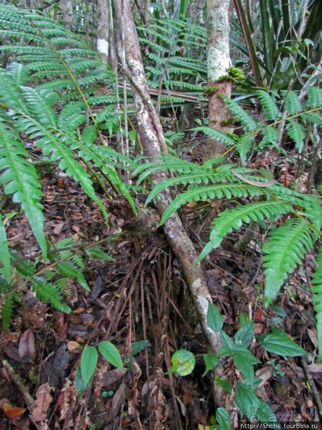 Природа нац. парка Андасибе