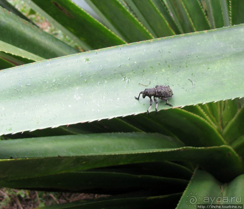 Природа нац. парка Андасибе